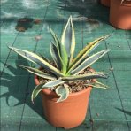 Agáva americká (Agave americana) ´VARIEGATA´ - výška 15-20 cm, ⌀ ružice 20-30 cm, kont. C6L (-10°C)